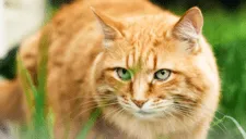 Científicos revelan el secreto genético de los gatos naranjas y su particular color