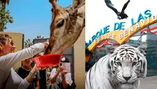 Parque de las Leyendas ofrece entradas gratis para este feriado 7 de junio: descubre quiénes podrán obtenerlas