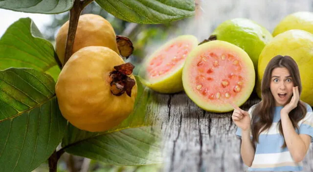 Superalimento que no prestamos atención, pero tiene un gran fuente nutricional. Superalimento que no prestamos atención, pero tiene un gran fuente nutricional.